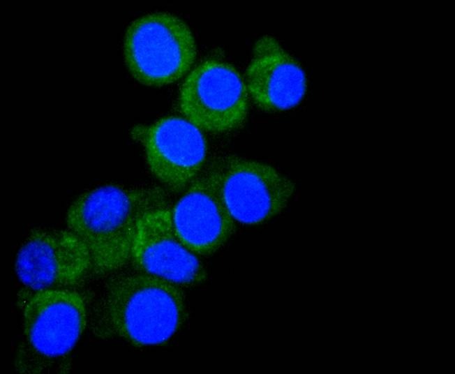 Anti-SMAC Antibody (2W730)