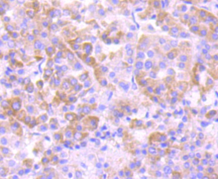Anti-EEF1A1 Antibody (9F149)