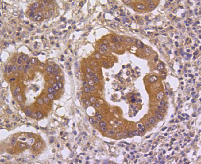 Anti-DUSP6 Antibody (2Q808)