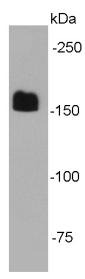 Anti-EEA1 Antibody (2X782)