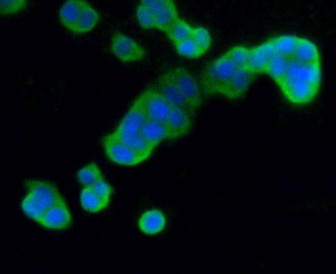 Anti-DUSP6 Antibody (2Q808)