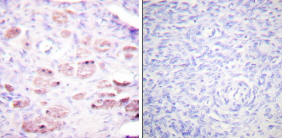 Anti-Phospho-DAXX (Ser668) Polyclonal Antibody