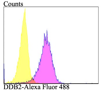 Anti-DDB2 Antibody (1O273)
