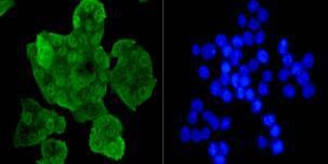 Anti-Eftud2 Antibody (9L848)