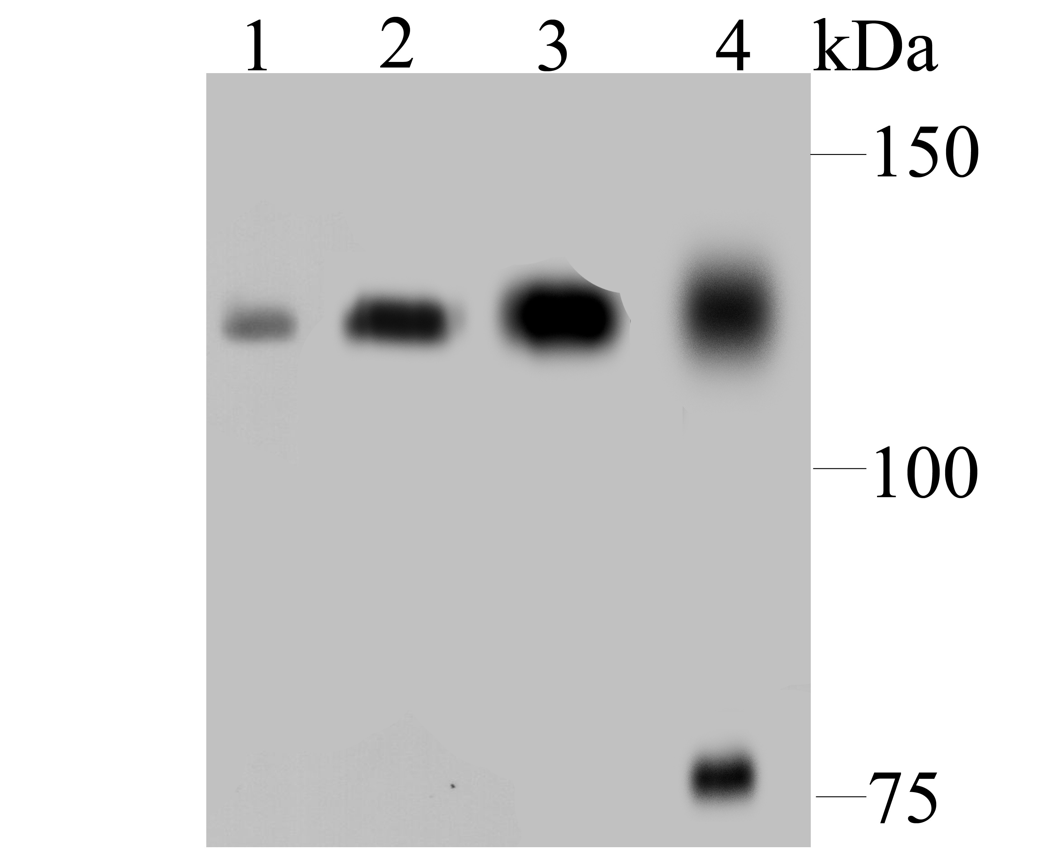 Anti-DDB1 Antibody (1Y859)