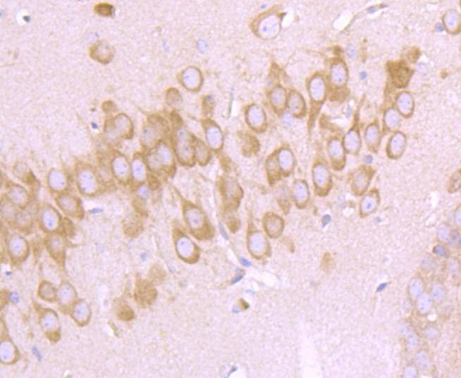 Anti-DDIT3 Antibody (2G599)