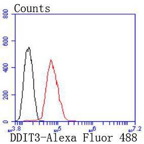 Anti-DDIT3 Antibody (2G599)
