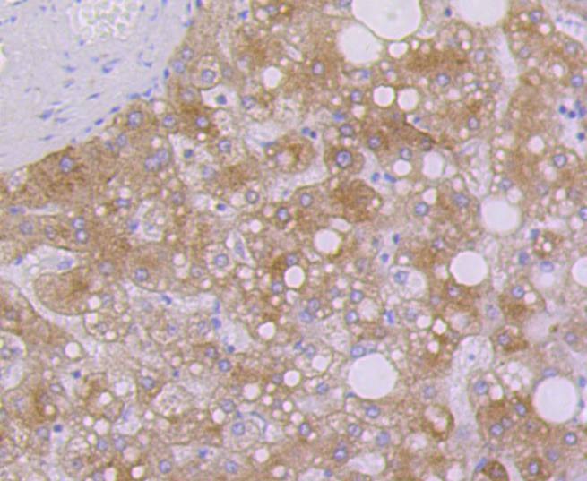 Anti-KRT7 Antibody (4X26)