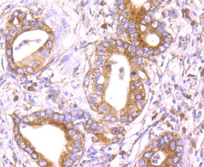 Anti-DDIT3 Antibody (2G599)