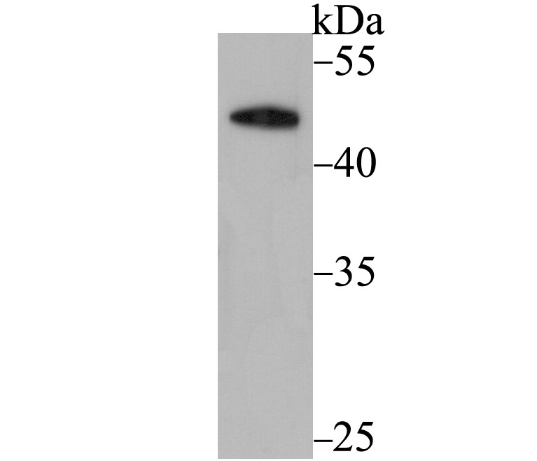 Anti-DEK Antibody (7X151)