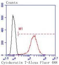 Anti-KRT7 Antibody (4X26)