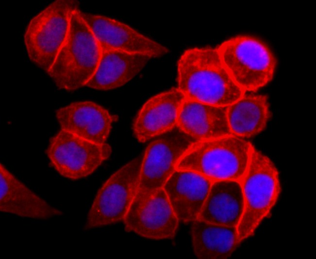 Anti-EGFR Antibody (9H356)