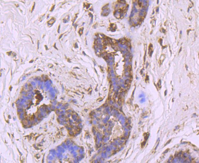 Anti-DDIT3 Antibody (2G599)