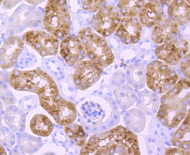 Anti-EGFR Antibody (9H356)