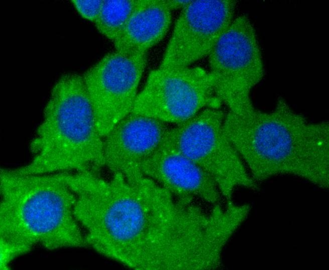 Anti-KRT7 Antibody (4X26)