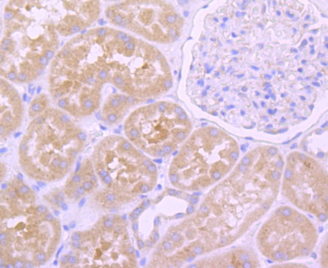 Anti-EGFR Antibody (9H356)
