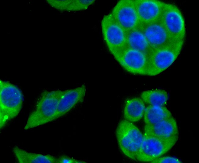 Anti-CYP2D6 Antibody (8H168)