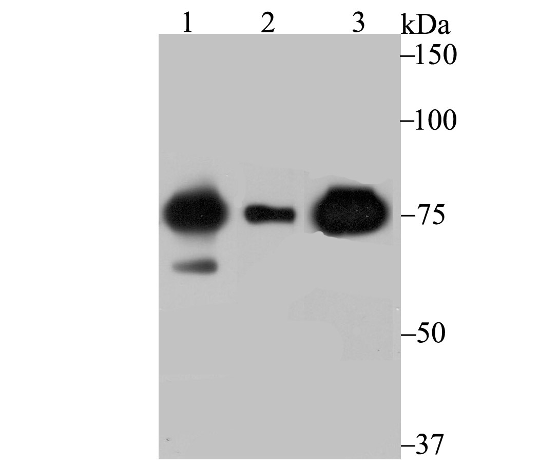 Anti-CYPOR Antibody (2K509)