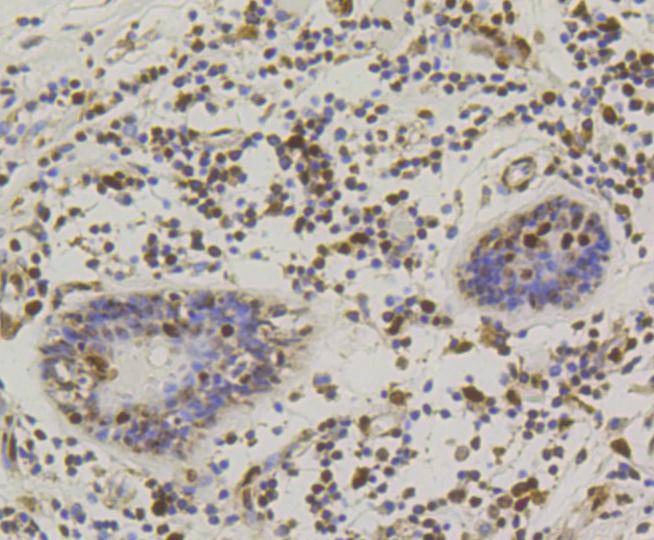Anti-CREB1 Antibody (9W878)
