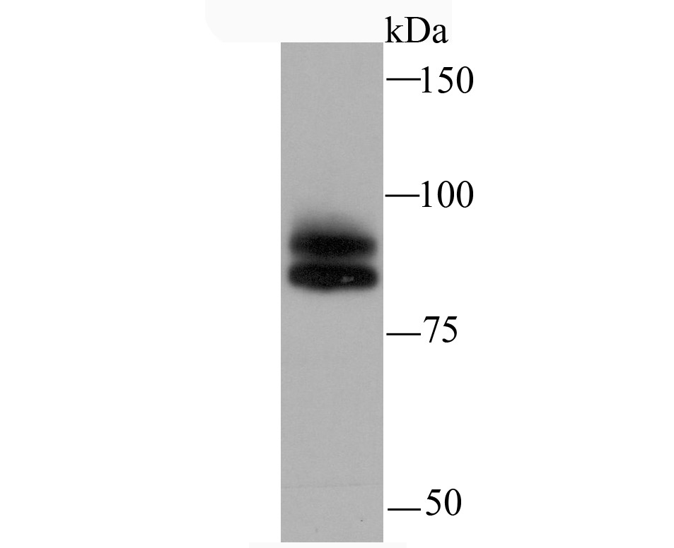 Anti-Cullin 1 Antibody (2P159)