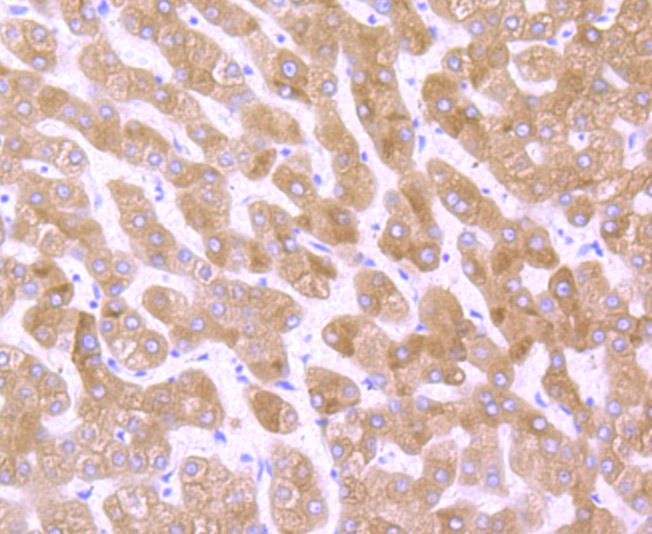 Anti-CYPOR Antibody (2K509)