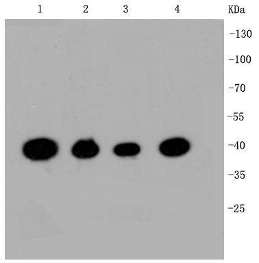 Anti-CREB1 Antibody (9W878)