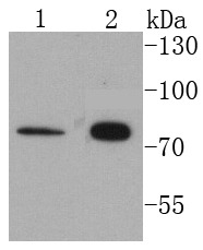 Anti-KRT1 Antibody (8C677)