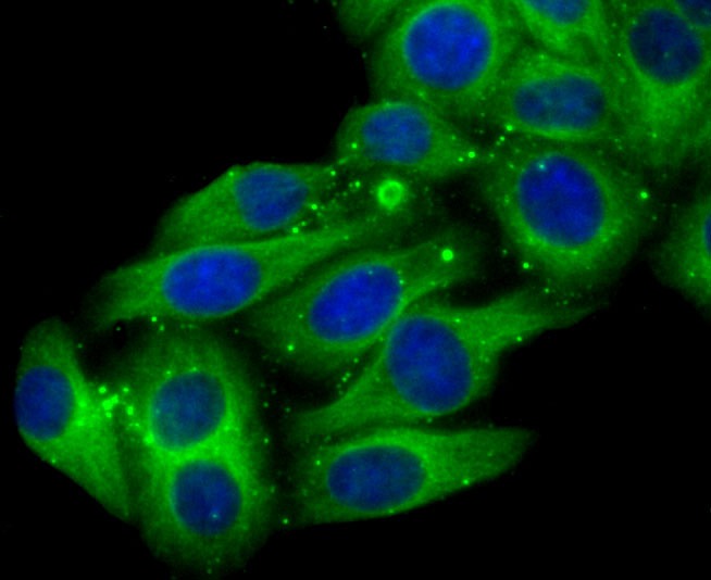 Anti-CYP2D6 Antibody (8H168)