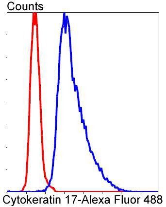 Anti-KRT17 Antibody (9X387)
