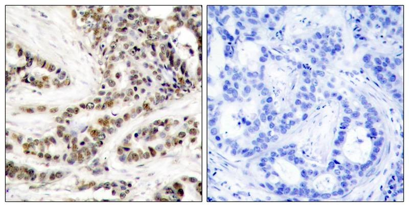 Anti-Phospho-CREB1 (Ser129) Polyclonal Antibody 2