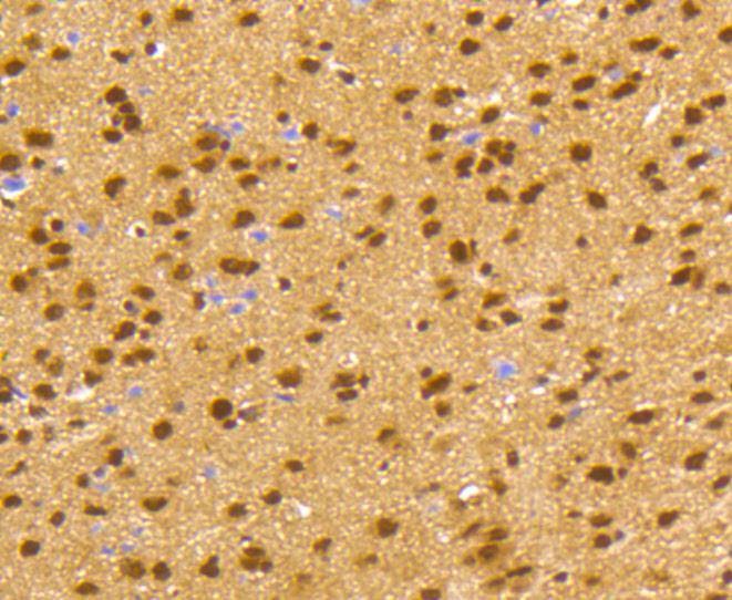 Anti-CREB1 Antibody (9W878)