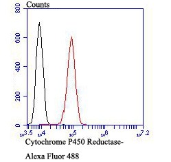 Anti-CYPOR Antibody (2K509)