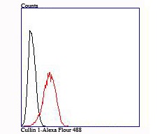 Anti-Cullin 1 Antibody (2P159)