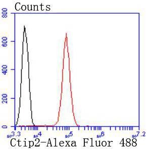 Anti-Ctip2 Antibody (8M731)