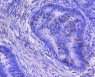 Anti-Cyclin A1/2 Antibody (8Y584)