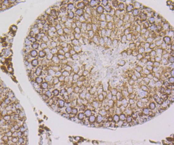 Anti-Cpn10/HSPE1 Antibody (6G207)