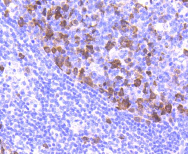 Anti-Cyclin A2 Antibody (9J817)