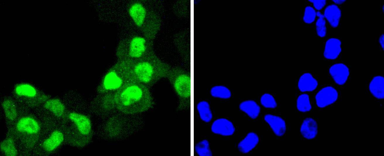 Anti-Cyclin A2 Antibody (9J817)