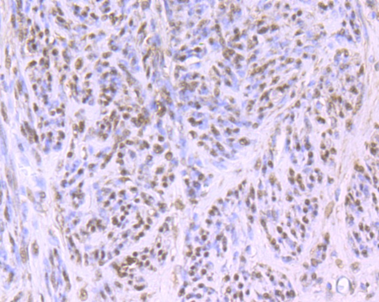 Anti-Cullin 4a Antibody (2X149)