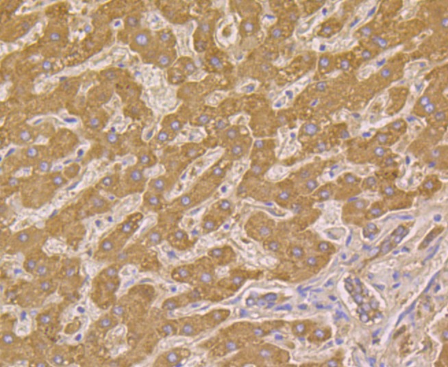 Anti-Cpn10/HSPE1 Antibody (6G207)