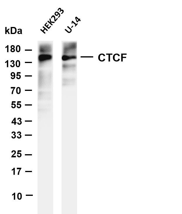 Anti-CTCF Antibody (5J799)