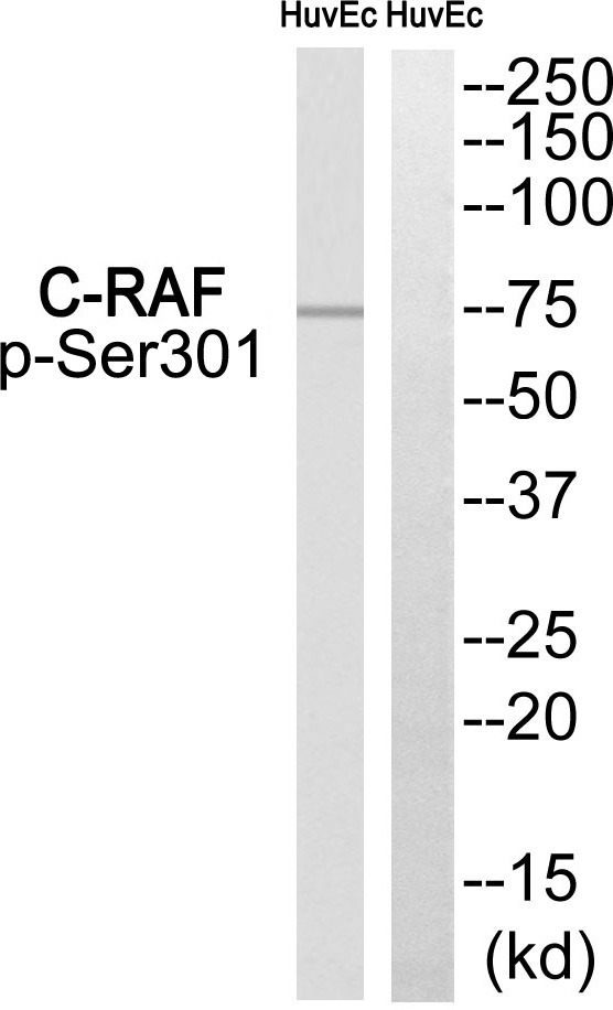 Anti-Phospho-RAF1 (Ser301) Polyclonal Antibody 2