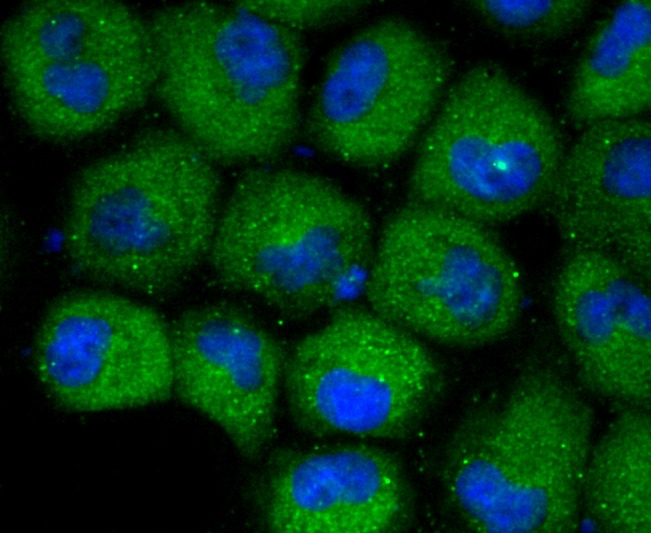 Anti-CXCR3 Antibody (8K493)