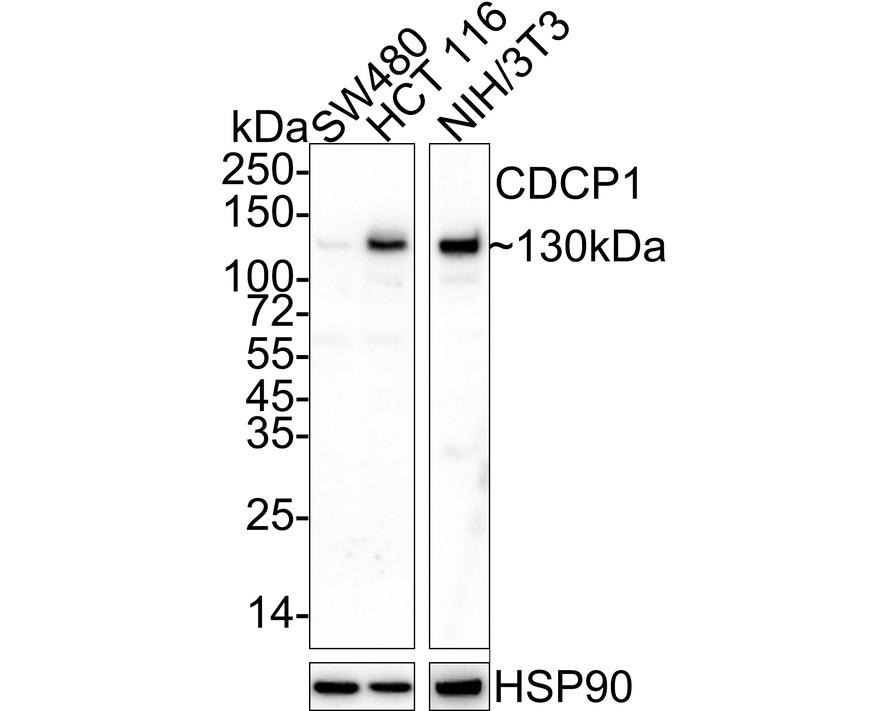Anti-CDCP1 Antibody (9F26)