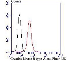 Anti-Creatine kinase B/CKB Antibody (1R5)