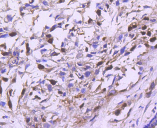 Anti-Cyclin A2 Antibody (9J817)