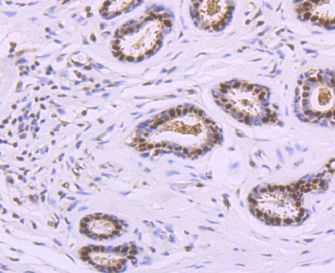 Anti-DNA PolymeraseBeta Antibody (2R73)