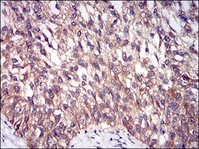 Anti-DIS3L2 Antibody (3M441)