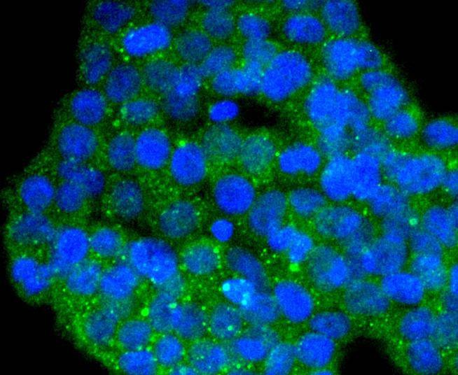 Anti-DYNLL1 Antibody (5G489)