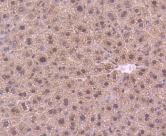 Anti-DYNLL1 Antibody (5G489)